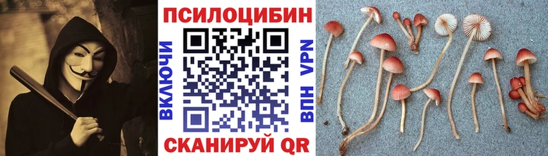 Псилоцибиновые грибы Cubensis  Александров 